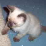 Photo of Frankie as a kitten